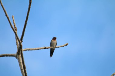 Nehir balıkçısı (