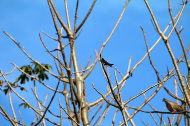 Kuşlar ağaç dalına tünemiş.