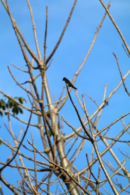 Kuşlar ağaç dalına tünemiş.