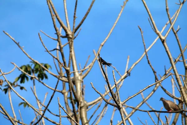 Kuşlar ağaç dalına tünemiş.