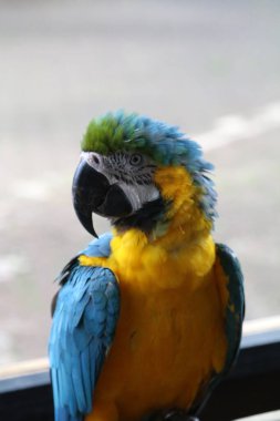 Mavi ve sarı papağan (Ara ararauna), papağangiller familyasından bir papağan türü..