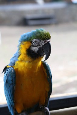 Mavi ve sarı papağan (Ara ararauna), papağangiller familyasından bir papağan türü..