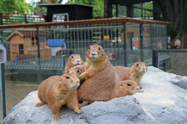 Hayvanat bahçesindeki sevimli dağ sıçanlarını kapatın.