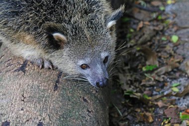 Arctictis Binturong 'a yakın hayvanat bahçesinde kedi ayı olarak da bilinir. 