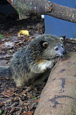 Hayvanat bahçesindeki Arctictis binturong 'u kapatın. 