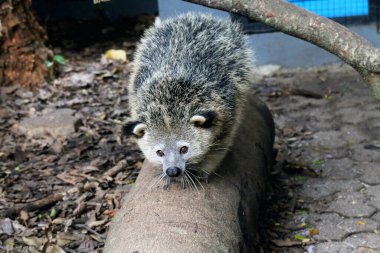 Hayvanat bahçesindeki Arctictis binturong 'u kapatın. 