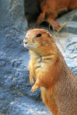 Hayvanat bahçesindeki sevimli dağ sıçanı. Yaklaş. 