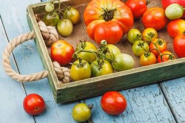 Farklı kırmızı ve yeşil domates, üstten görünüm kümesi