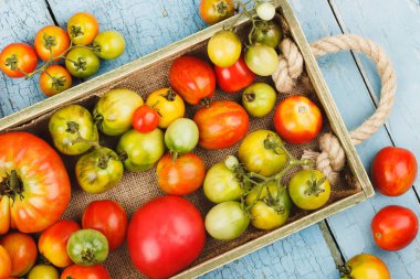 Farklı kırmızı ve yeşil domates, üstten görünüm kümesi