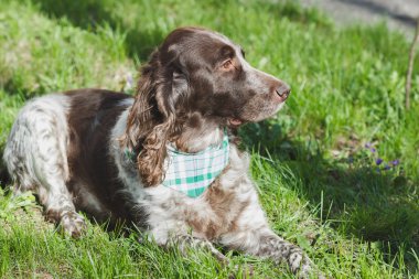 Yeşil çimenlerin üzerinde yumuşak odak arka plan Rus İspanyol kahverengi benekli