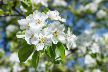 Çiçekli armut ağacının bir dalı, bulanık arka plan