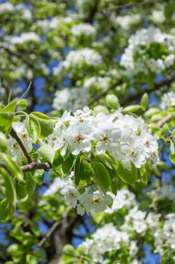 Çiçekli armut ağacının bir dalı, bulanık arka plan
