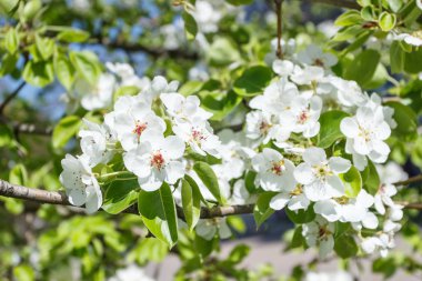 Çiçekli armut ağacının bir dalı, bulanık arka plan