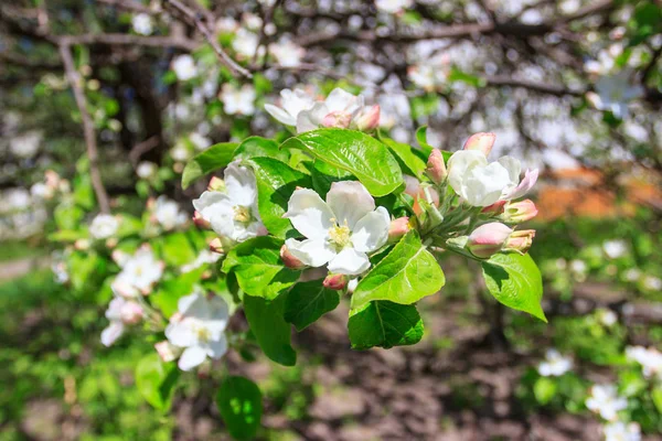 Un ramo di melo con fiore, sfondo sfocato — Foto Stock