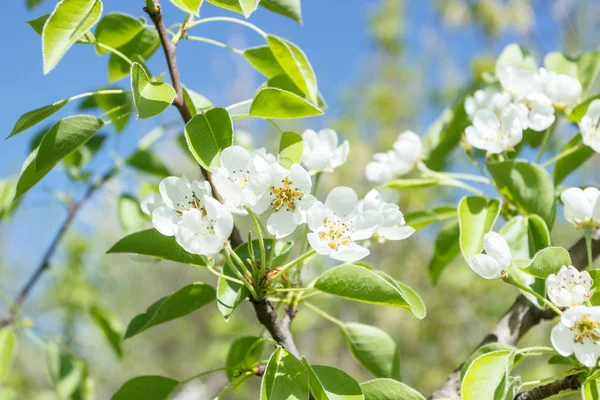 Un ramo di pero con fiore, sfondo sfocato — Foto Stock