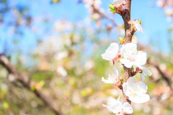 Un ramo di melo con fiore, sfondo sfocato — Foto Stock