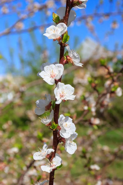 Un ramo di albero da frutto con fiore, sfondo sfocato — Foto Stock
