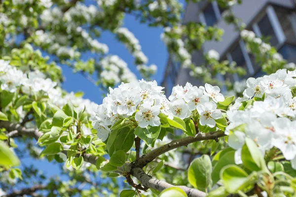 Un ramo di pero con fiore, sfondo sfocato — Foto Stock