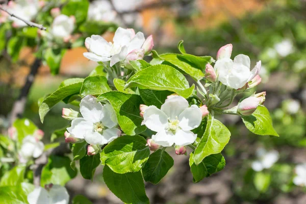 Un ramo di melo con sfondo sfocato in fiore — Foto Stock