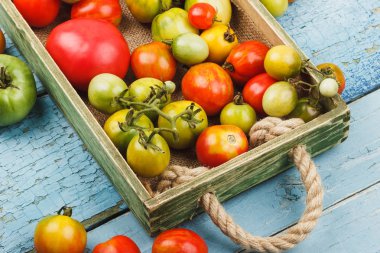 Ahşap tepside olgun domates seti, mavi ahşap arka plan