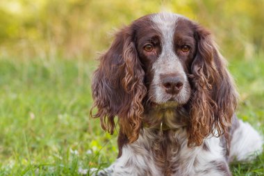 Kahverengi ormanda rus spaniel, bulanık arka plan benekli