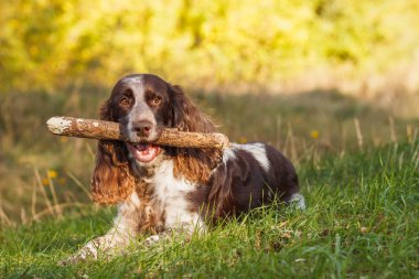 Kahverengi ormanda rus spaniel, bulanık arka plan benekli
