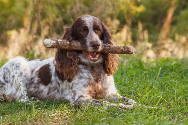 Kahverengi ormanda rus spaniel, bulanık arka plan benekli