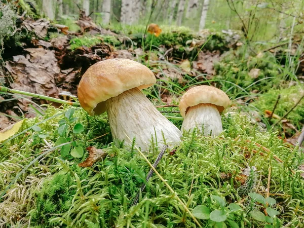 White mushrooms on the lawn in the forest, seasonal food — Stock Photo, Image