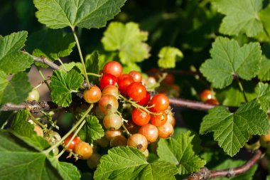 Kırmızı kuşüzümü çalıları, bahçe konsepti, hasat zamanı, yumuşak odaklı arka plan.