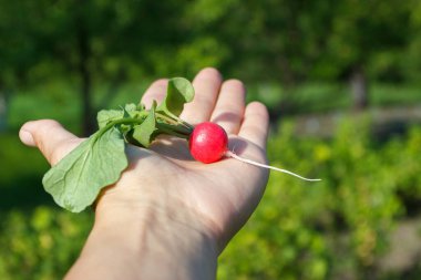 Elinde olgun turp, doğadan gelen arka plan, yumuşak odaklanma.