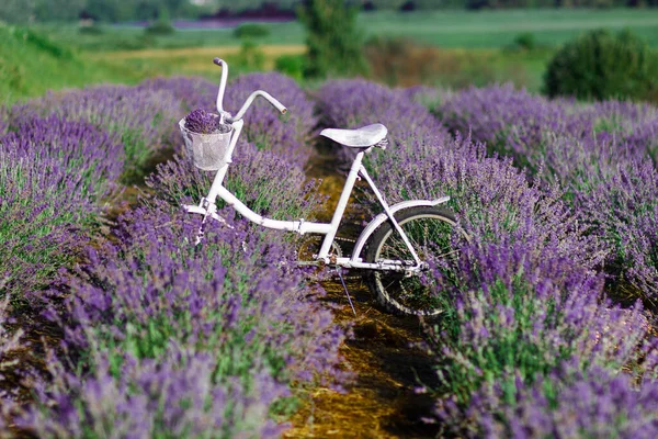 Krzewy Lawendy Fioletowej Biały Rower Retro Miękkie Tło Ostrości — Zdjęcie stockowe