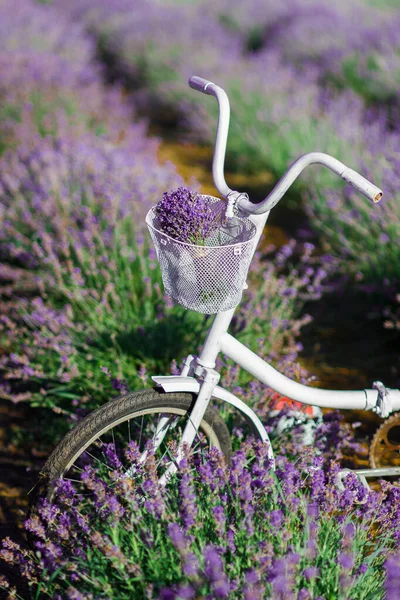 Krzewy Lawendy Fioletowej Biały Rower Retro Miękkie Tło Ostrości — Zdjęcie stockowe