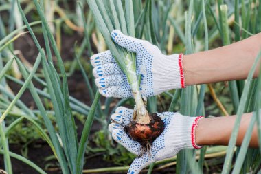 Elinde olgun soğan, bahçe konsepti, yumuşak odaklı arka plan.