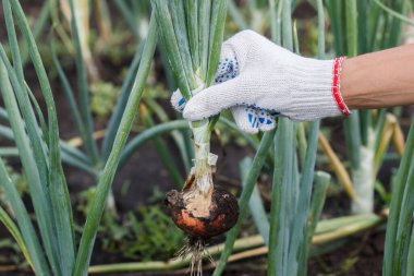 Elinde olgun soğan, bahçe konsepti, yumuşak odaklı arka plan.