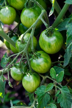 Çalıların üzerinde büyük yeşil domates dalı, yumuşak odaklı arka plan.