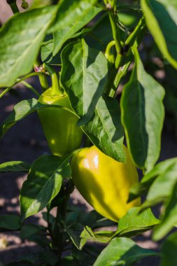 Çalılıklarda büyük yeşil biber dalları, yumuşak odaklı arka plan.