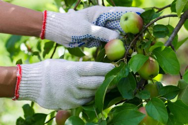Olgun kırmızı elmalı elma ağacı, yumuşak odak arkaplanı
