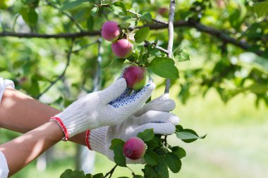 Olgun kırmızı elmalı elma ağacı, yumuşak odak arkaplanı