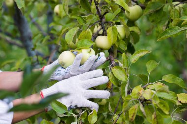 Olgun kırmızı elmalı elma ağacı, yumuşak odak arkaplanı