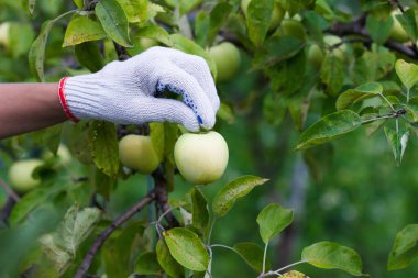 Olgun kırmızı elmalı elma ağacı, yumuşak odak arkaplanı