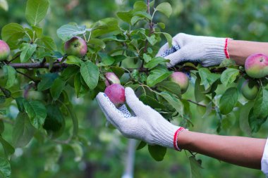 Olgun kırmızı elmalı elma ağacı, yumuşak odak arkaplanı