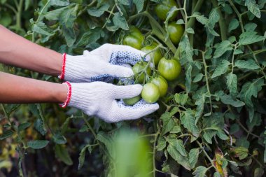 Çalıların üzerinde büyük yeşil domates dalı, yumuşak odaklı arka plan.