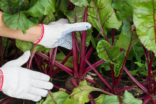 Rijpe Biet Grond Hand Handschoen Tuinconcept — Stockfoto