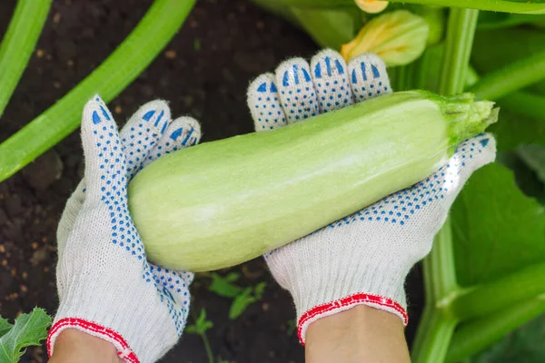 Hände Den Handschuhen Mit Reifen Zucchini Gartenkonzept — Stockfoto
