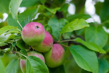 Olgun kırmızı elmalı elma ağacı, yumuşak odak arkaplanı