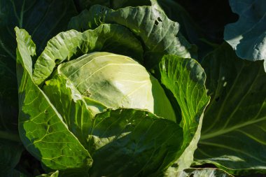 Küresel bir kalbi ya da taze yaprakların başını çevreleyen kalın yeşil yapraklara sahip bir bitki olarak yetiştirilmiş.