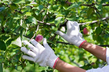 Olgun kırmızı elmalı elma ağacı, yumuşak odak arkaplanı
