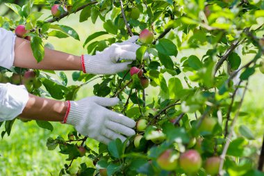 Olgun kırmızı elmalı elma ağacı, yumuşak odak arkaplanı