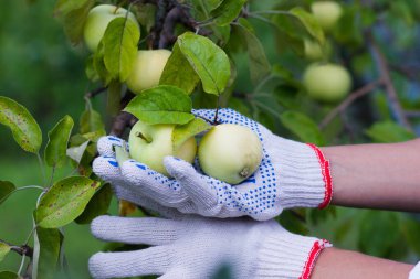 Olgun kırmızı elmalı elma ağacı, yumuşak odak arkaplanı