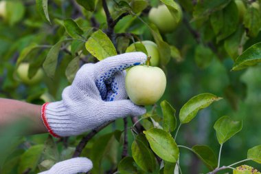 Olgun kırmızı elmalı elma ağacı, yumuşak odak arkaplanı